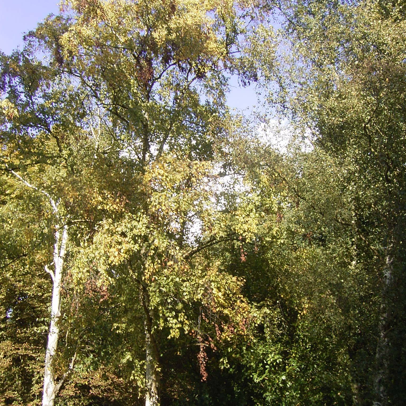 Betula ermanii Holland - Bouleau d'Erman  Pot de 12L/15L - Image 1