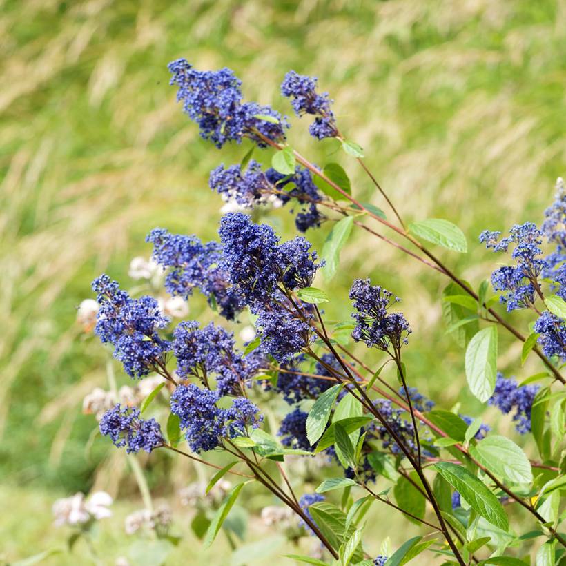 Céanothe Henri Desfossé - Lilas de Californie Pot de 2L/3L - Image 1
