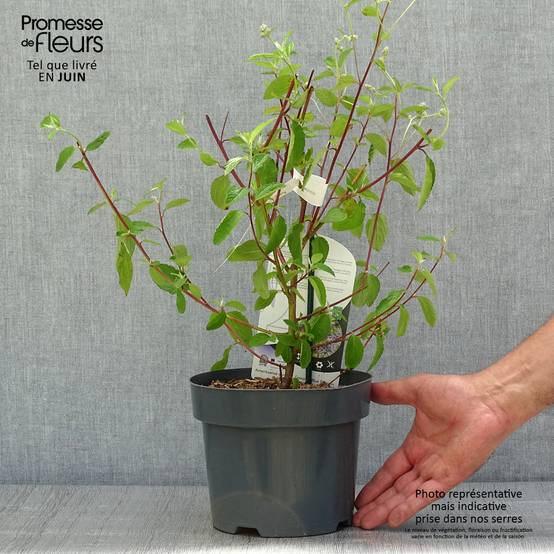 Céanothe Henri Desfossé - Lilas de Californie Pot de 2L/3L - Image 2