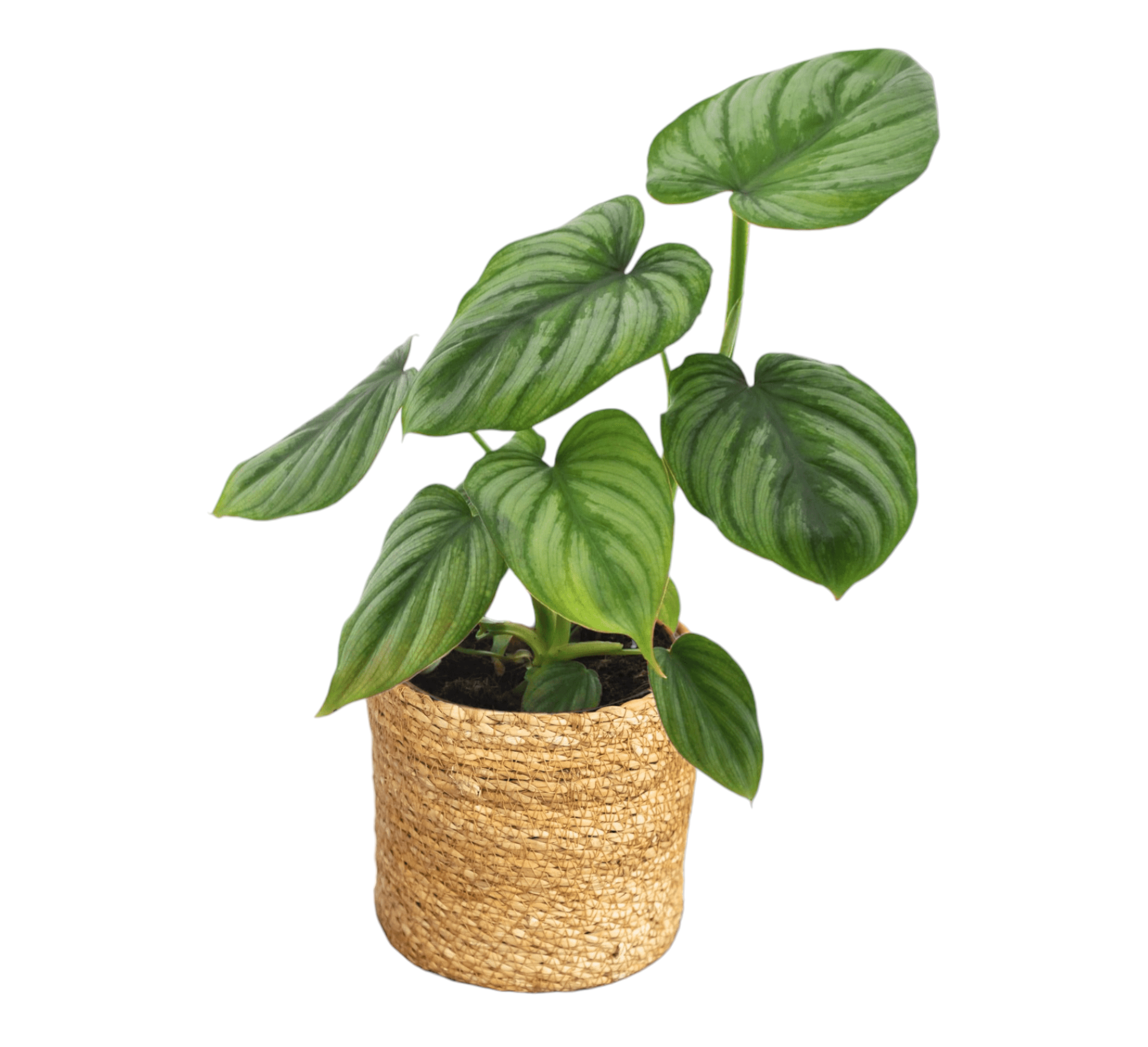 Philodendron Mamei 25cm - Plante d'intérieur- La Green Touch - Imagen 1