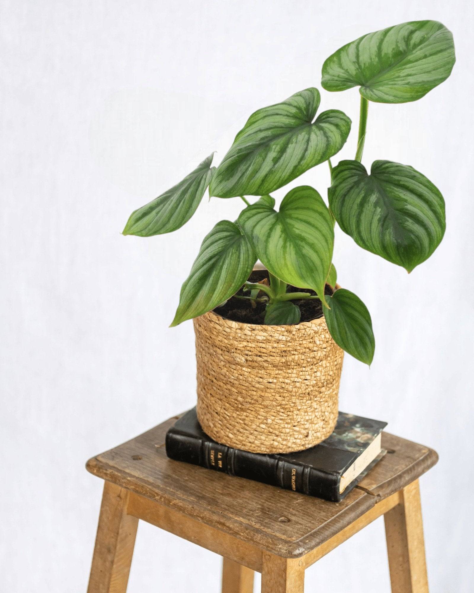 Philodendron Mamei 25cm - Plante d'intérieur- La Green Touch - Imagen 2