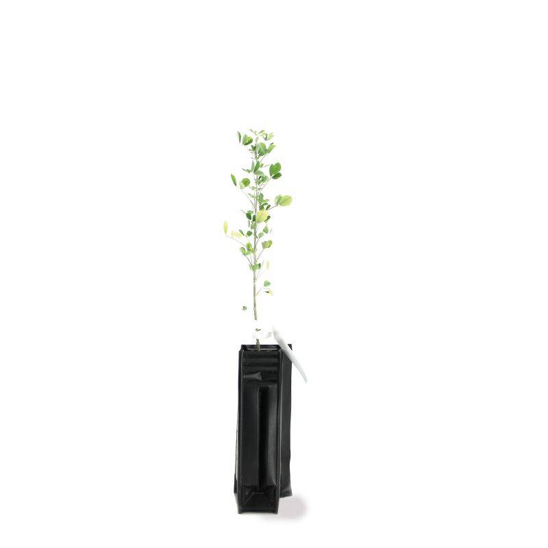 Luzerne arborescente (Medicago arborea) - Godet - Taille 20/40cm - Pépinières Naudet - Imagen 3