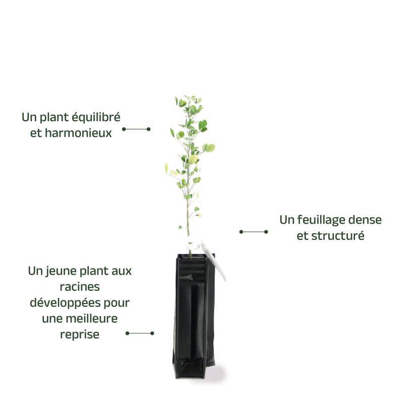 Luzerne arborescente (Medicago arborea) - Godet - Taille 20/40cm - Pépinières Naudet - Imagen 4