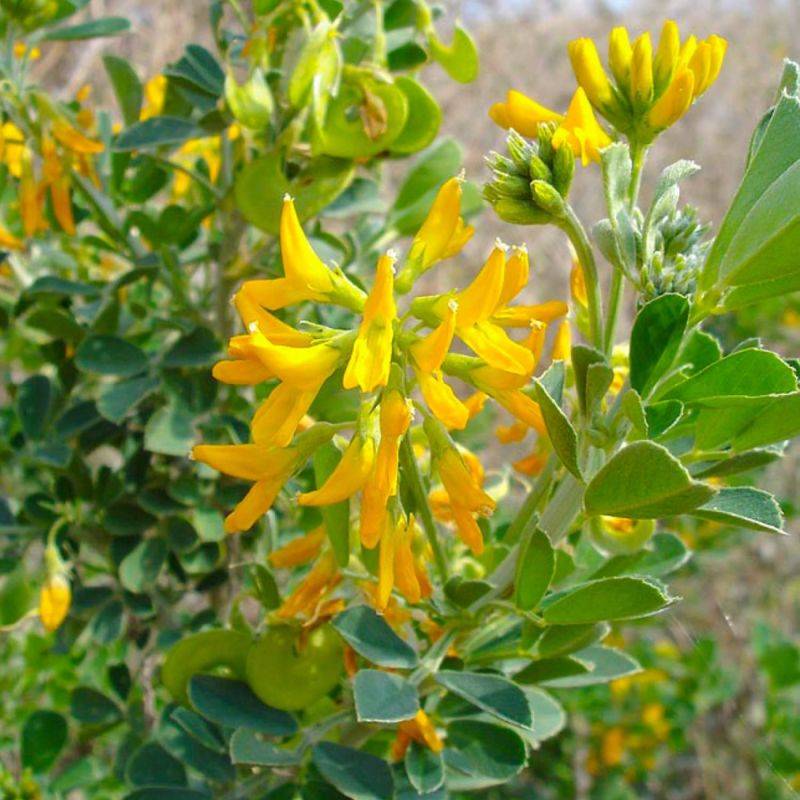 Luzerne arborescente (Medicago arborea) - Godet - Taille 20/40cm - Pépinières Naudet - Imagen 2