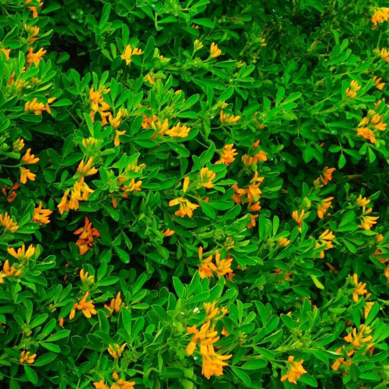 Luzerne arborescente (Medicago arborea) - Godet - Taille 20/40cm - Pépinières Naudet - Imagen 1