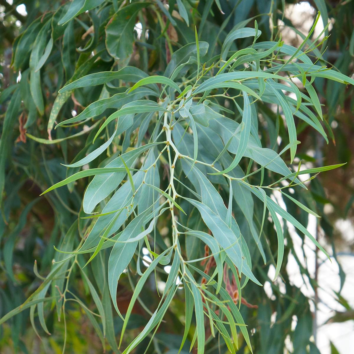 Sitemapcdatahttpgetcellcare1comprix Eucalyptus Jardilandnull