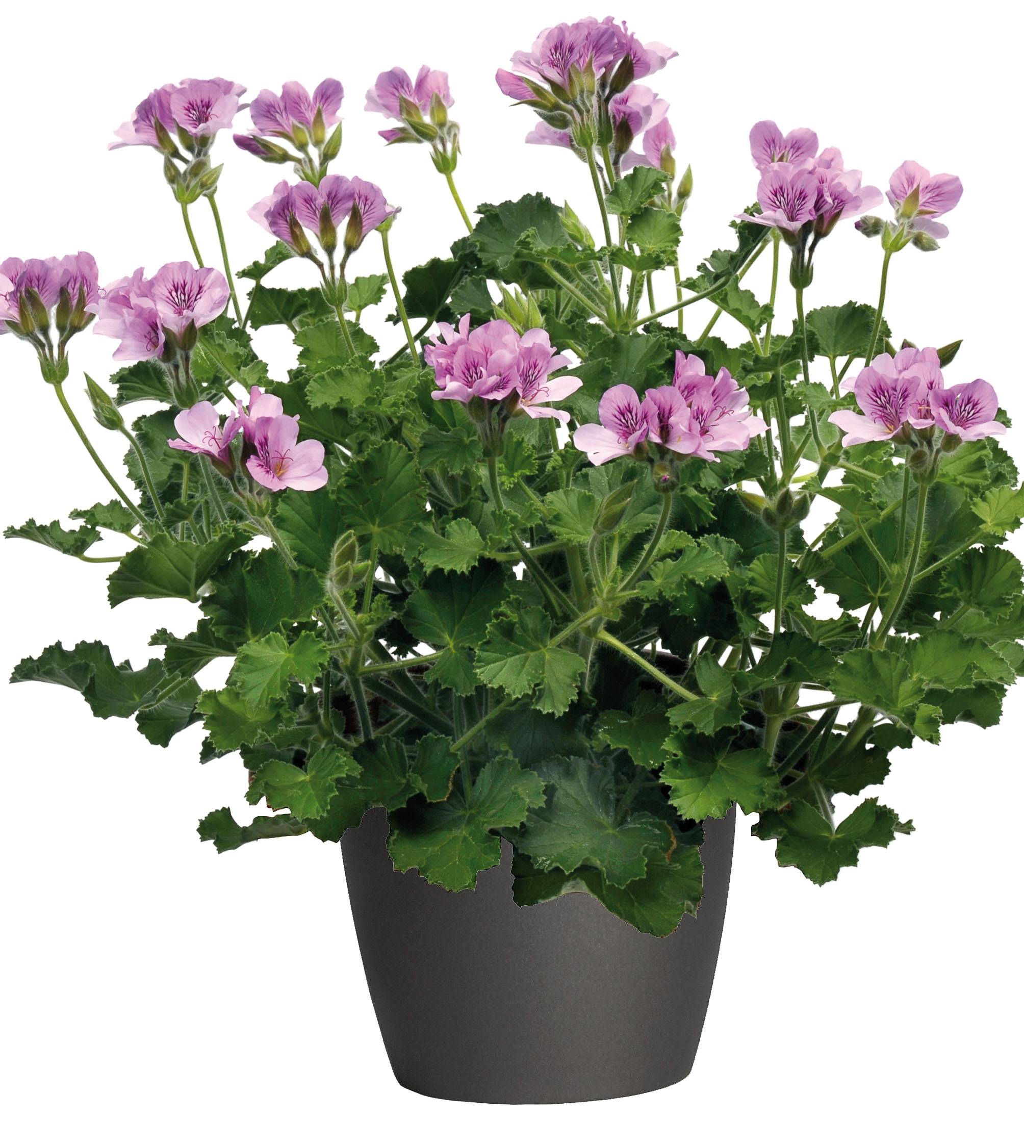 Géranium odorant - Pelargonium citriodorum Mini-motte Ø 1,5/2,5 cm (par 5)