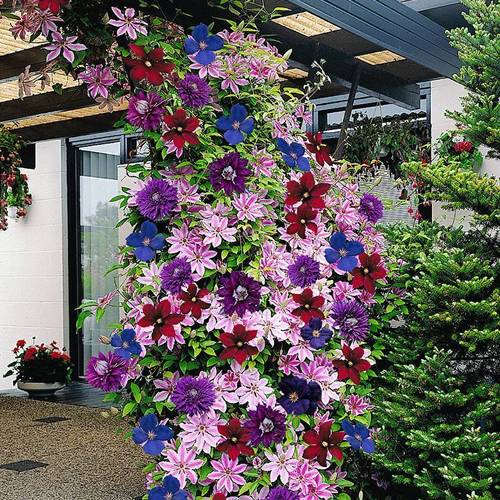 Gardenersdream - Clématites 'Arc-en-ciel' 4 plantes 4 couleurs mélange plantes à fleurs pour décor jardin - GardenersDream - Imagen 1