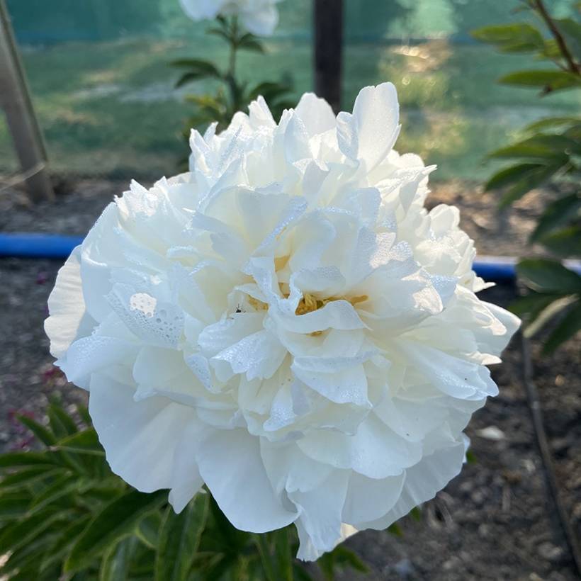 Promesse de Fleurs - Pivoine lactiflora Mistress Souche 3/5 yeux