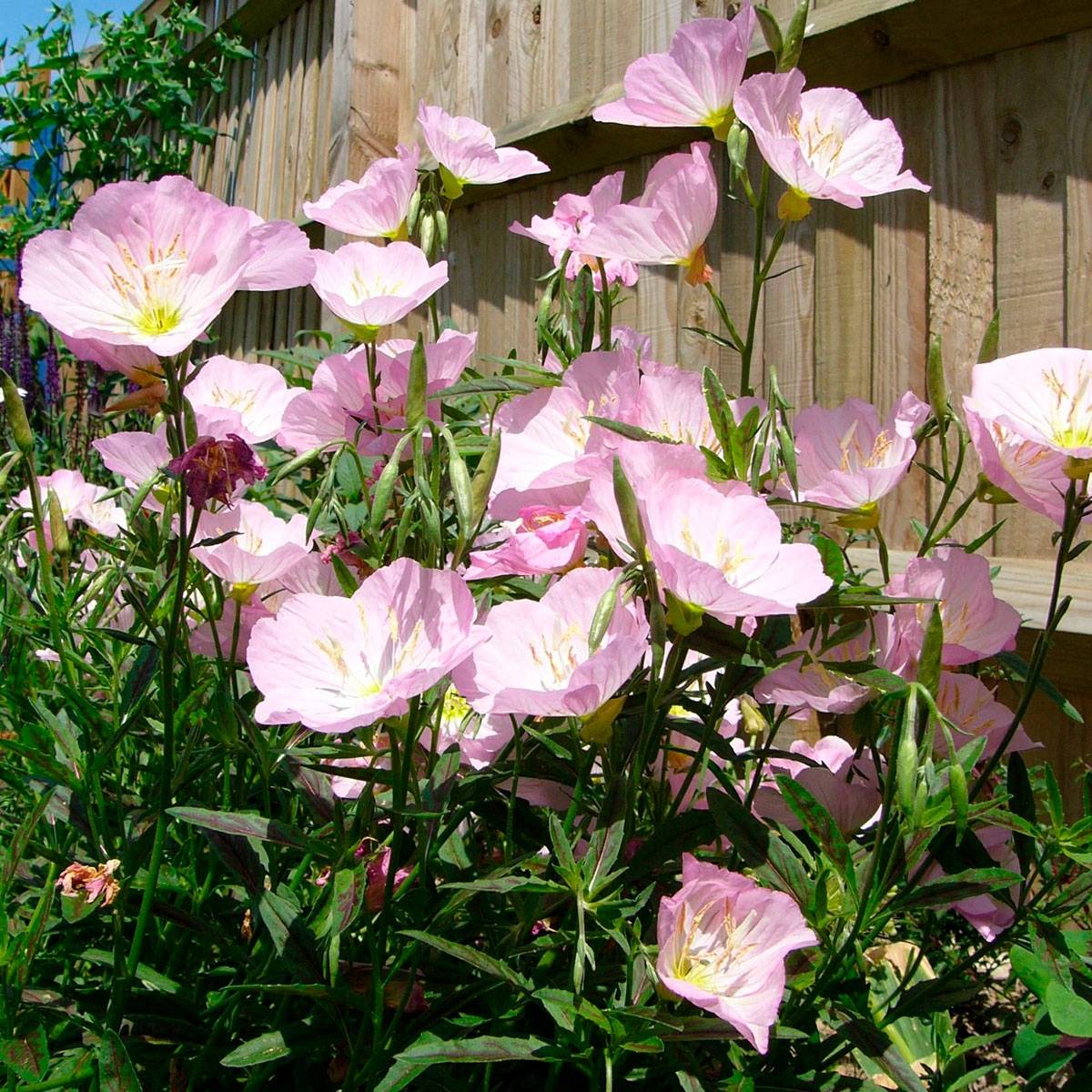 Oenothera Twilight - Onagre Godet de 8/9 cm