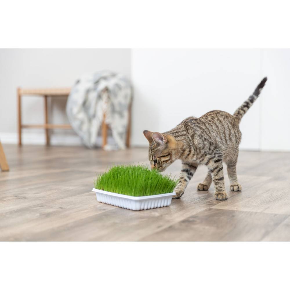 Herbe à chat tendre 100 g en barquette - Imagen 4