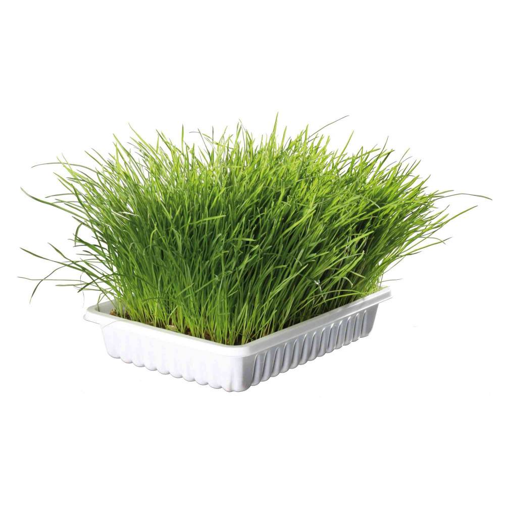 Herbe à chat tendre 100 g en barquette - Imagen 1