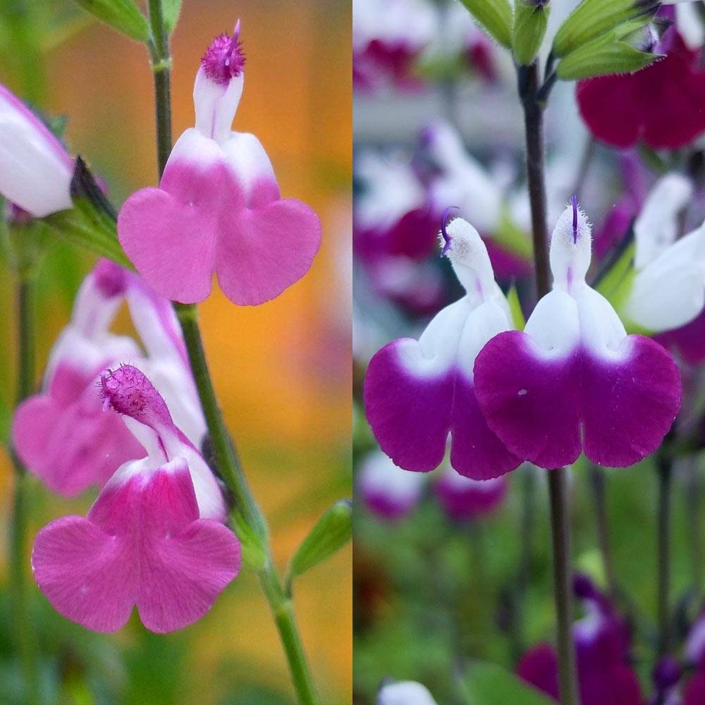 Promesse de Fleurs - Collection sauges arbustives Lips - Collection de 2 plantes