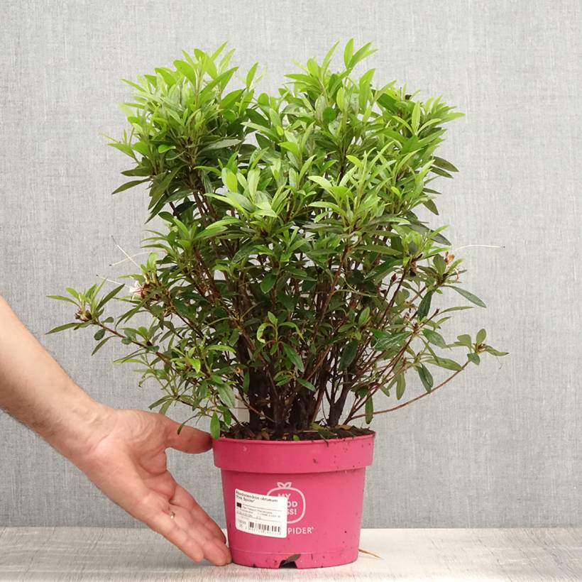 Azalée du Japon Pink Spider - Rhododendron hybride Pot de 2L/3L