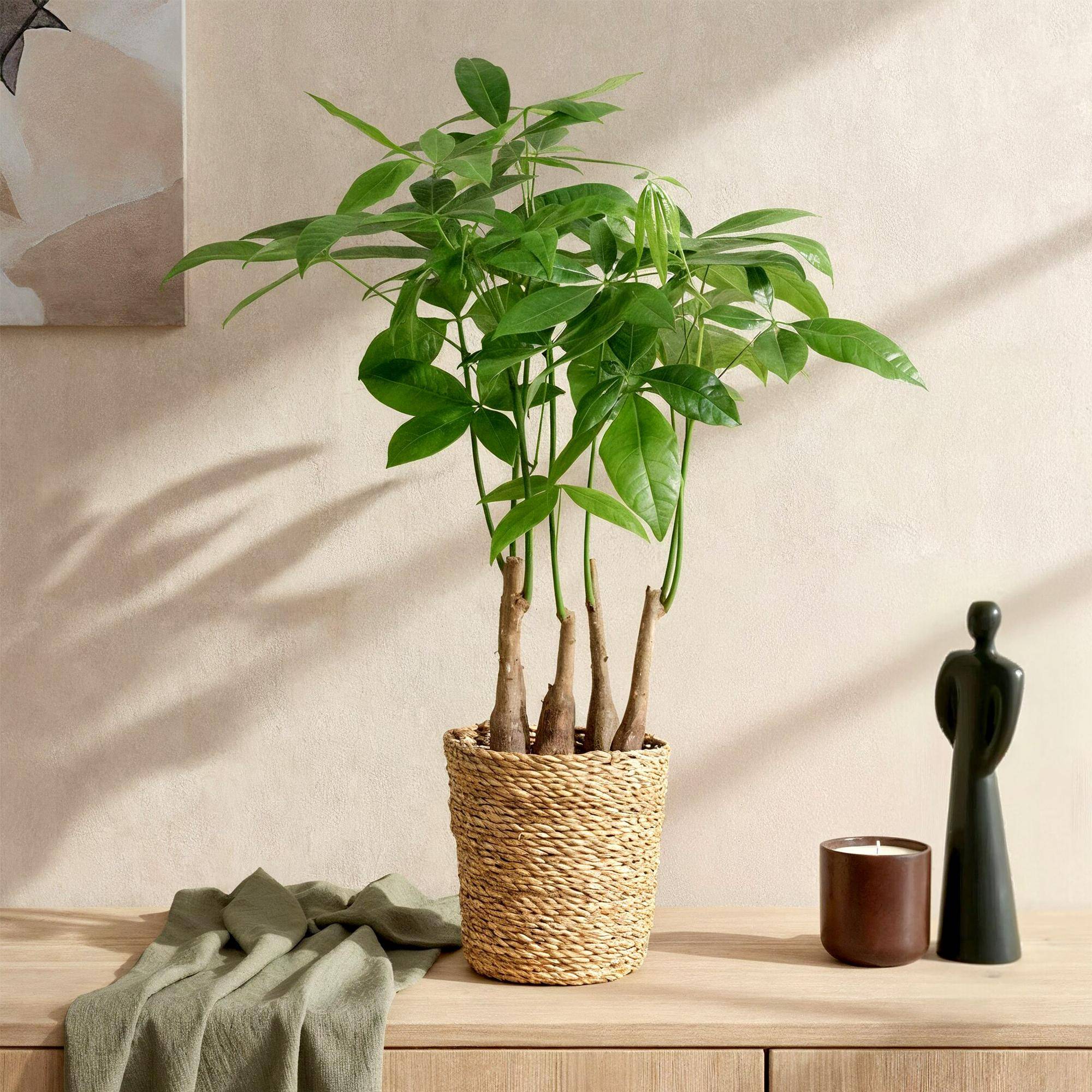 Pachira Aquatica Multi - D17 H55cm
