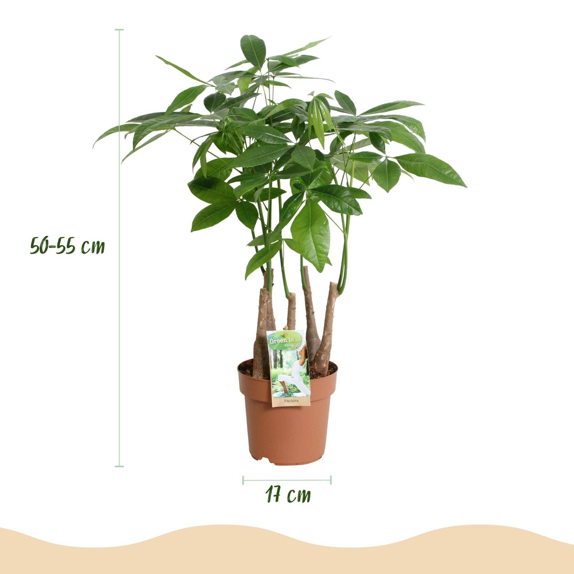 La Green Touch - Pachira Aquatica Multi - D17 H55cm - Image 4