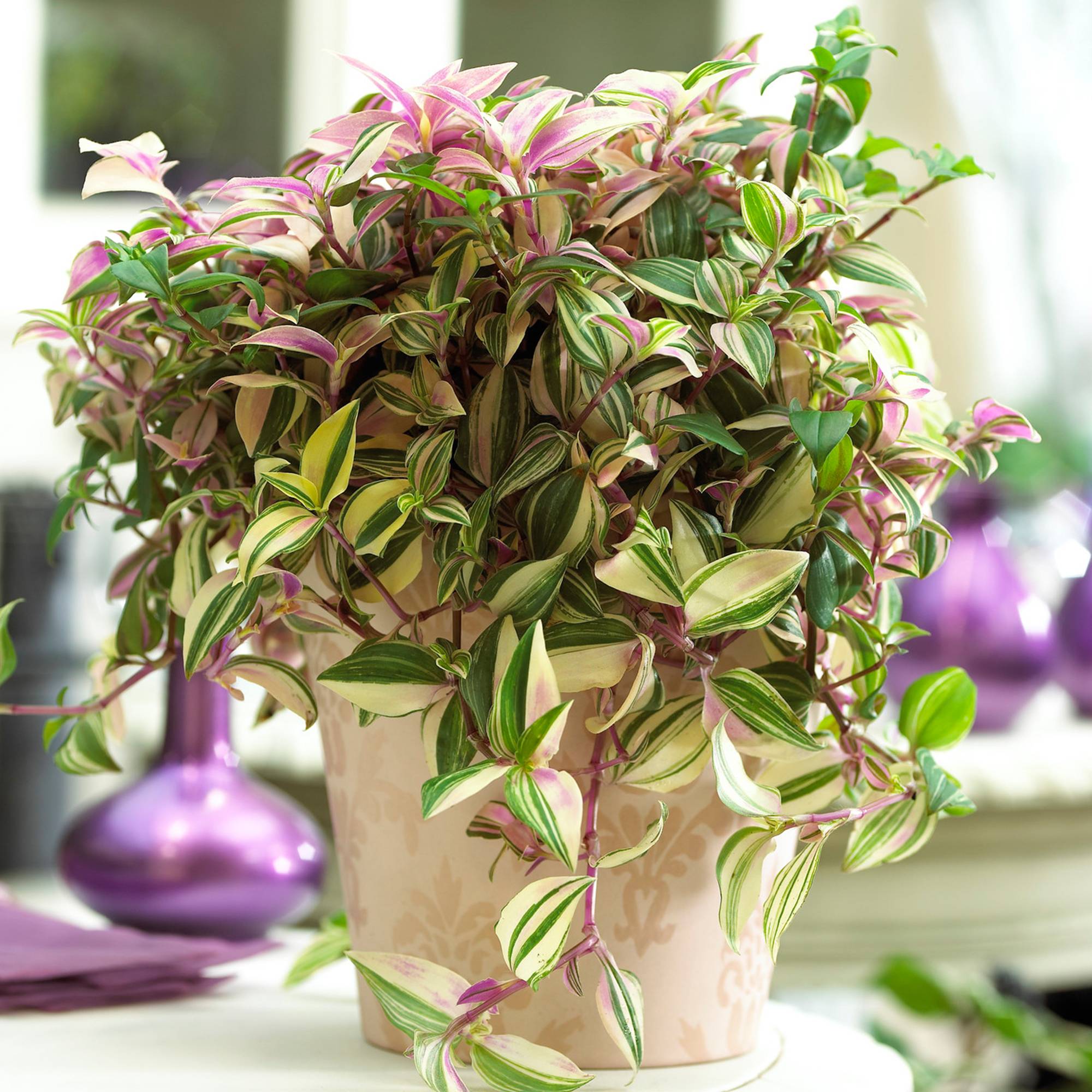 Gardenersdream - Tradescantia Quadricolor | Misère | Plante D'Intérieur À Quatre Couleurs De 15 À 25 Cm En Pot - GardenersDream - Imagen 1