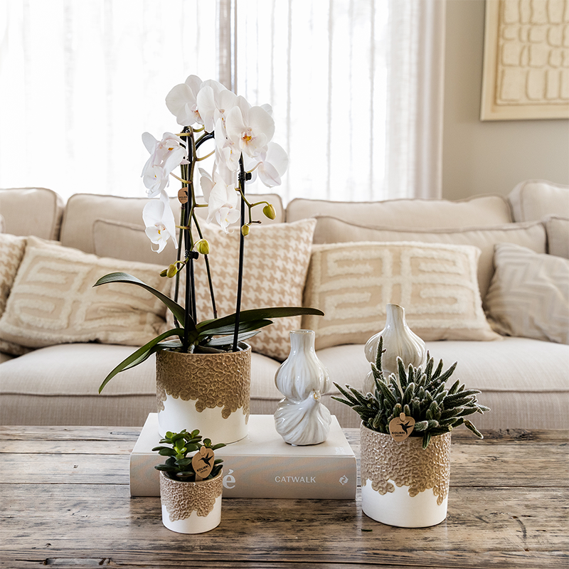 Orchidée Phalaenopsis 'Niagara Falls' blanche - Pot de 12cm - Céramique sable - Plantes d'intérieur - Image 2