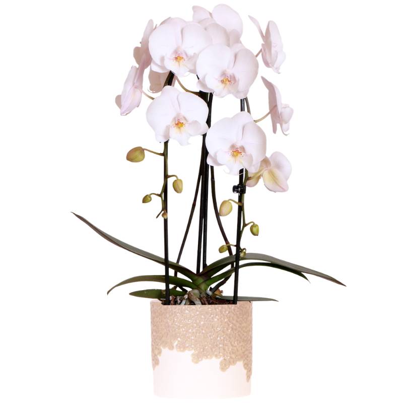 Orchidée Phalaenopsis 'Niagara Falls' blanche - Pot de 12cm - Céramique sable - Plantes d'intérieur - Image 1
