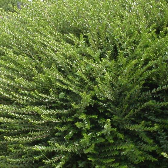 Chèvrefeuille à cupule Mossgreen - Pot de 3L - 20/40 cm