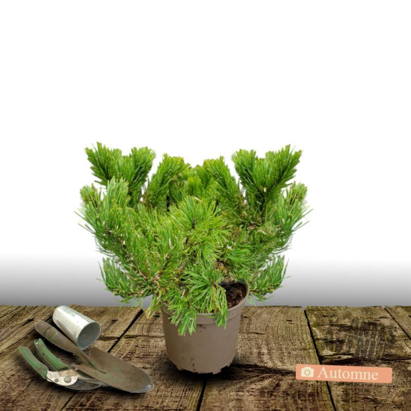 Pin de montagne nain Gnom, Pinus - Pot de 5L - 40/60 cm - Image 3