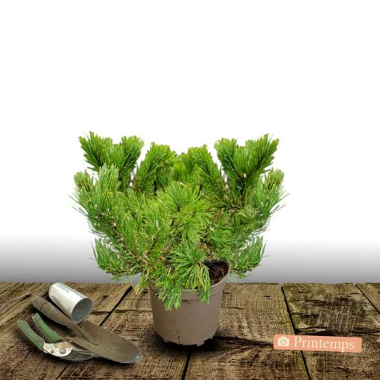 Pin de montagne nain Gnom, Pinus - Pot de 5L - 40/60 cm - Image 6