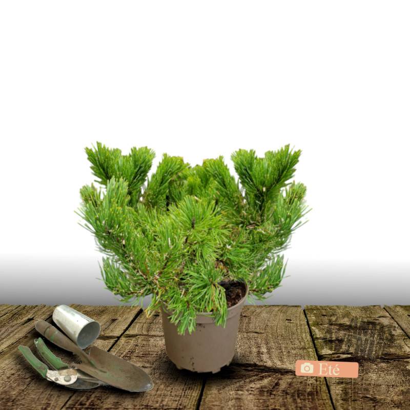 Pin de montagne nain Gnom, Pinus - Pot de 5L - 40/60 cm - Image 4