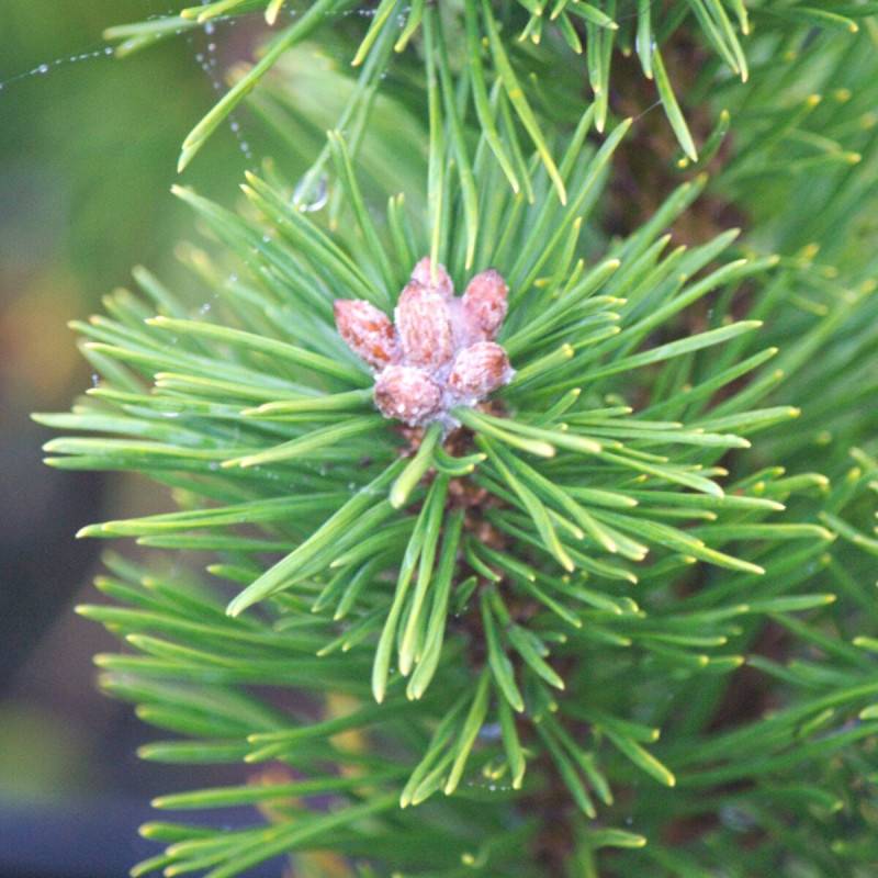 Pin de montagne nain Gnom, Pinus - Pot de 5L - 40/60 cm - Image 2