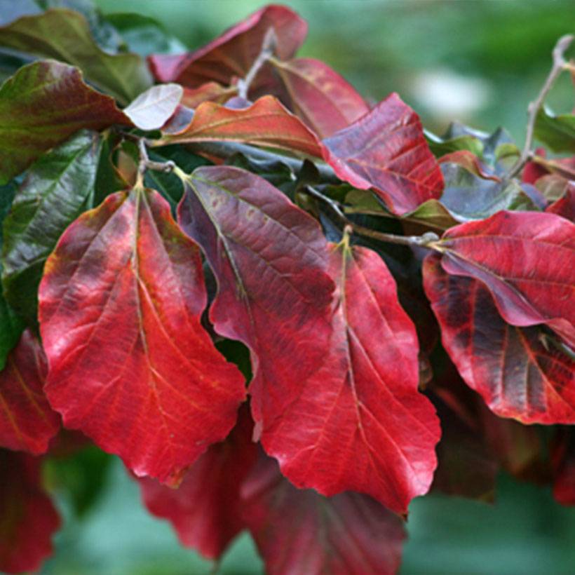 Parrotia persica Burgundy - Arbre de fer Pot de 4L/5L