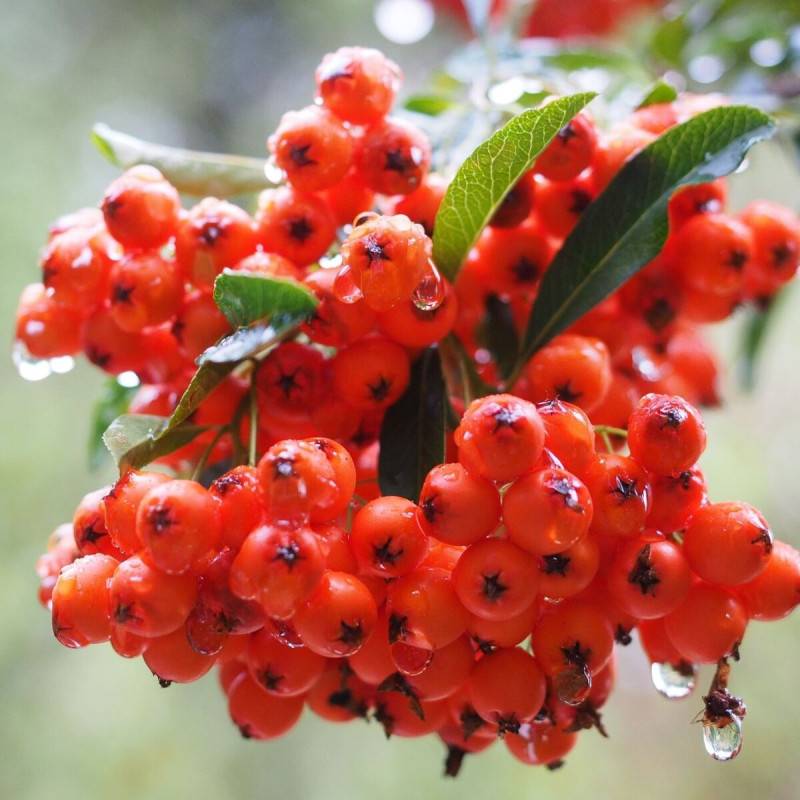 Buisson ardent Red Collumn, Pyracantha à fleurs Blanche - feuillage Persistant - Pot de 3L - 60/80 cm-  hauteur à maturité De 1,50 m à 2,00 m - Image 1