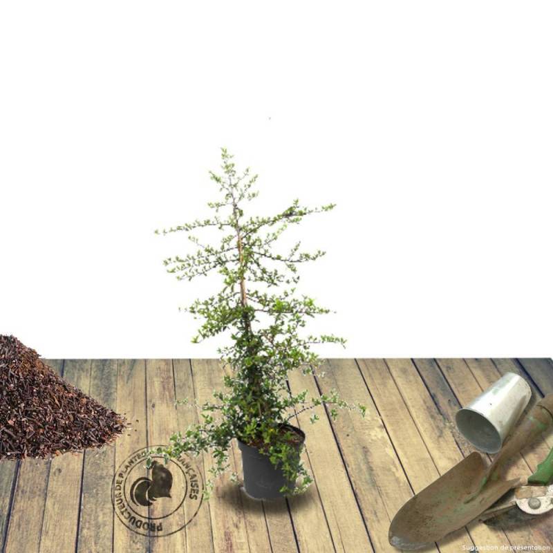 Buisson ardent Red Collumn, Pyracantha à fleurs Blanche - feuillage Persistant - Pot de 3L - 60/80 cm-  hauteur à maturité De 1,50 m à 2,00 m - Image 2