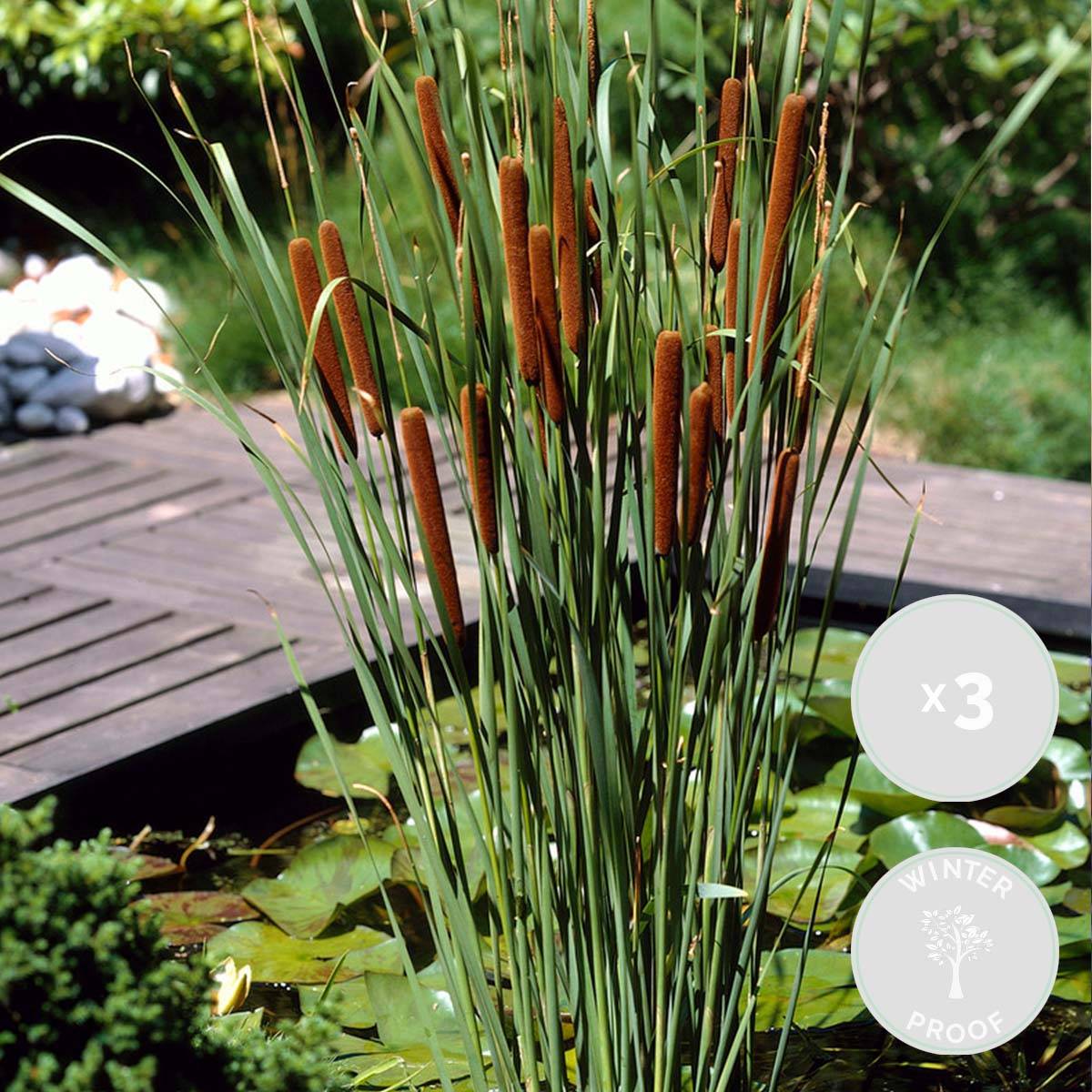 Lot de 3 - Typha Latifolia - Grand Massette - Cigare des marais - H. 15-25 cm - P. 9 cm - Image 1
