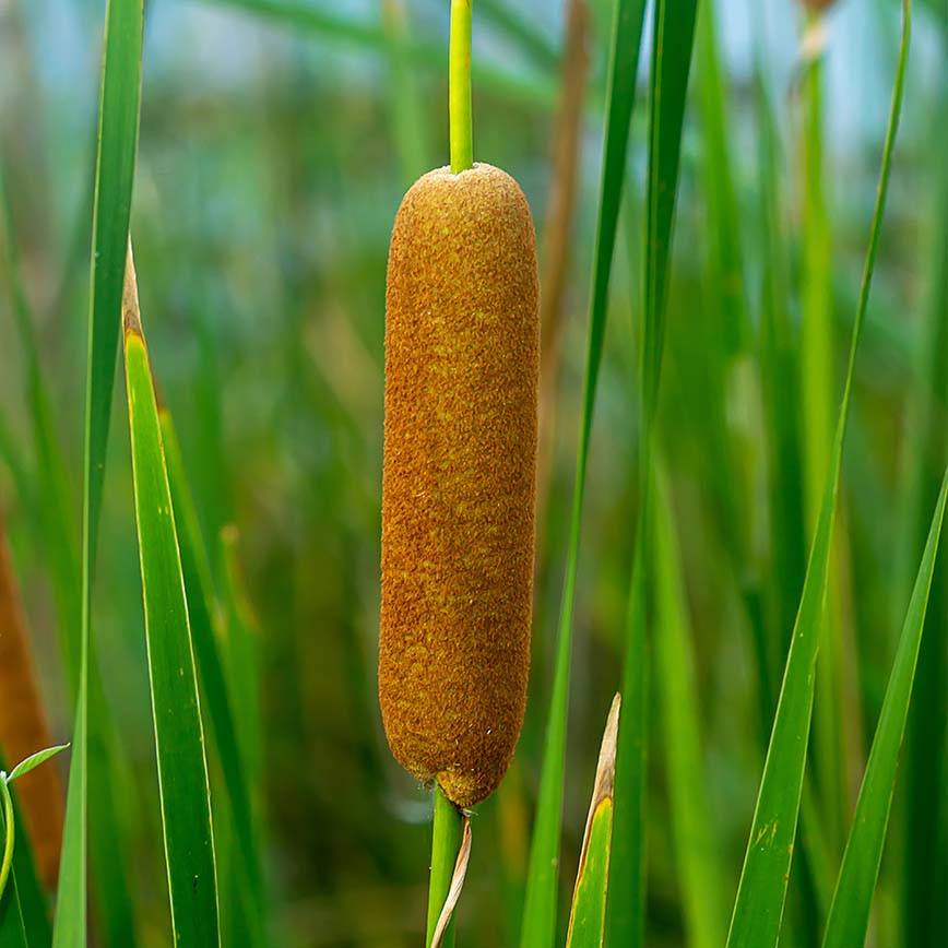 Lot de 3 - Typha Latifolia - Grand Massette - Cigare des marais - H. 15-25 cm - P. 9 cm - Image 3