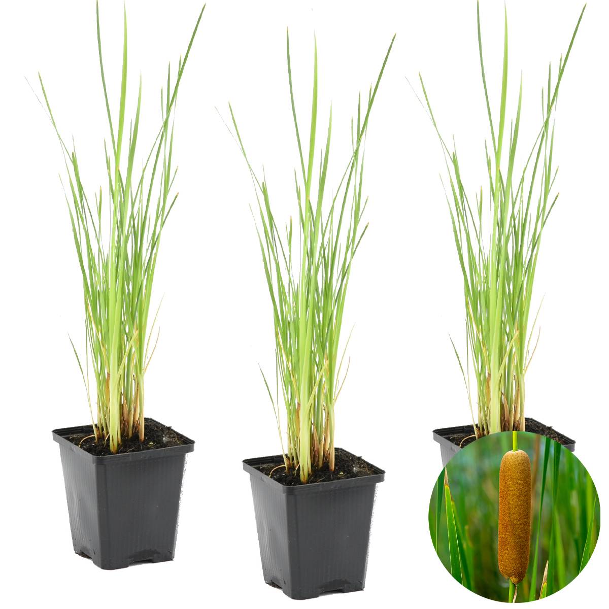 Lot de 3 - Typha Latifolia - Grand Massette - Cigare des marais - H. 15-25 cm - P. 9 cm - Image 2