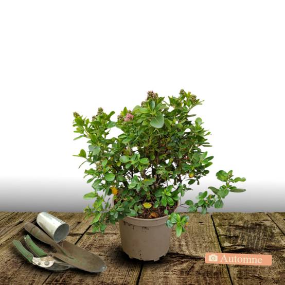 Escallonia Apple Blossom à fleurs Rose/ - feuillage Persistant - Pot de 3 L - 40/50 cm - Image 10