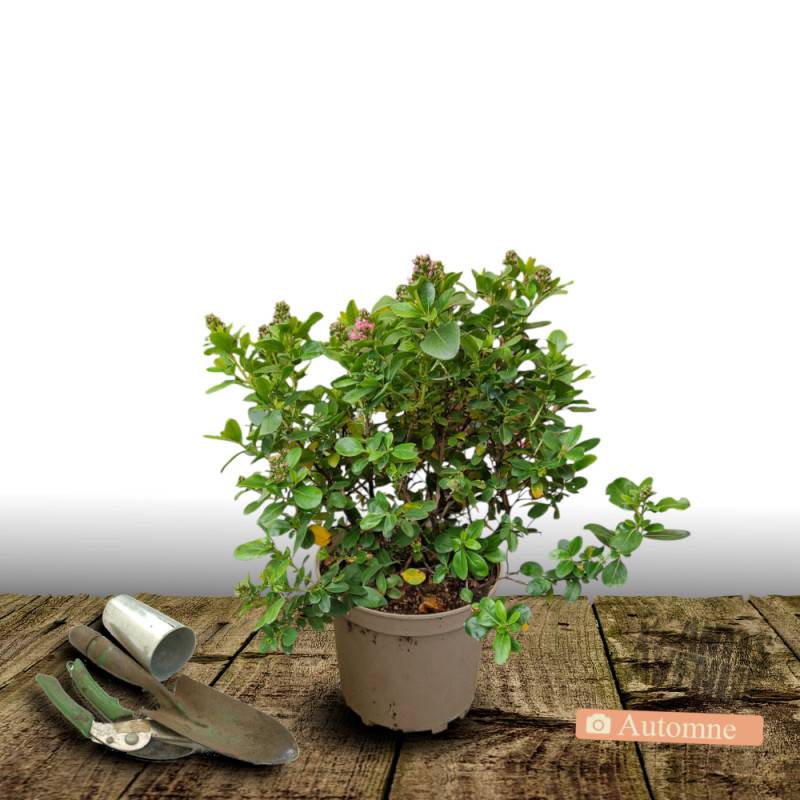 Escallonia Apple Blossom à fleurs Rose/ - feuillage Persistant - Pot de 3 L - 40/50 cm - Image 10