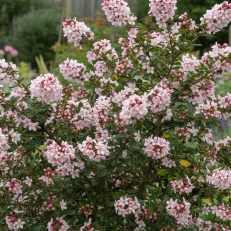 Escallonia Apple Blossom à fleurs Rose/ - feuillage Persistant - Pot de 3 L - 40/50 cm - Image 4