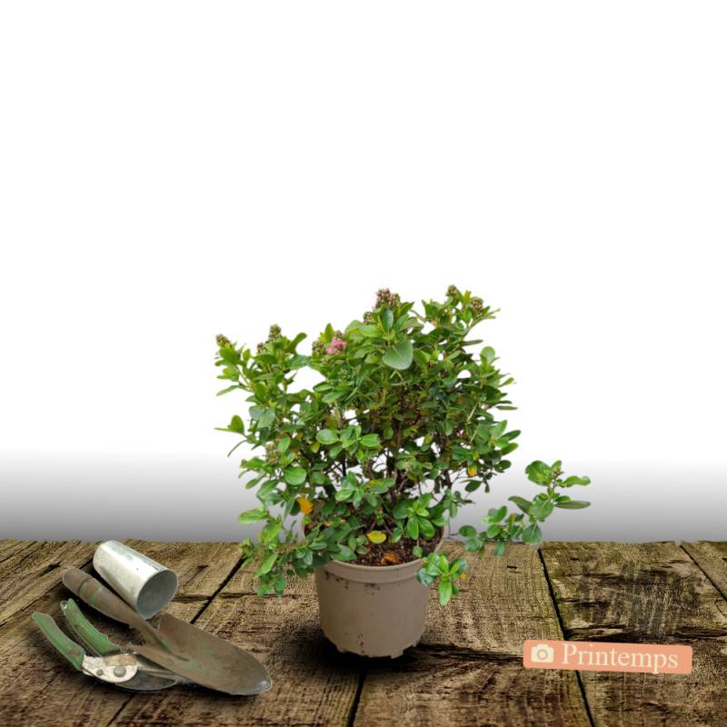 Escallonia Apple Blossom à fleurs Rose/ - feuillage Persistant - Pot de 3 L - 40/50 cm - Image 9