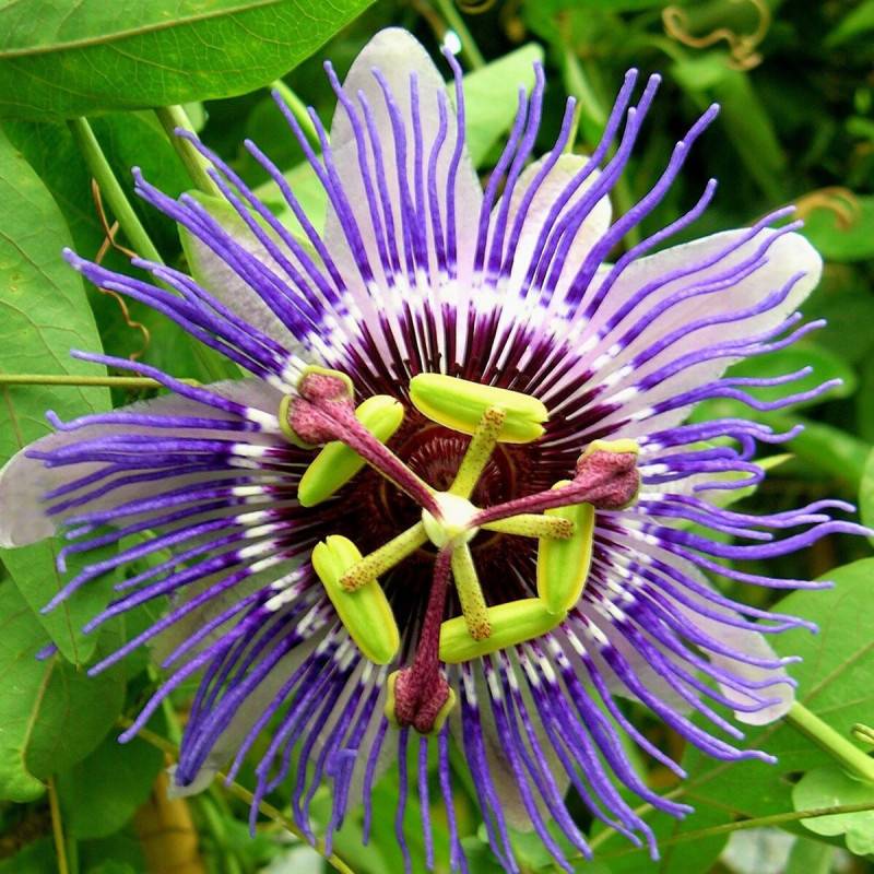 Passiflore Purple Haze à fleurs Bleue - feuillage Caduc - Godet - 5/10 cm-  hauteur à maturité De 3,00 m à 5,00 m - Imagen 1