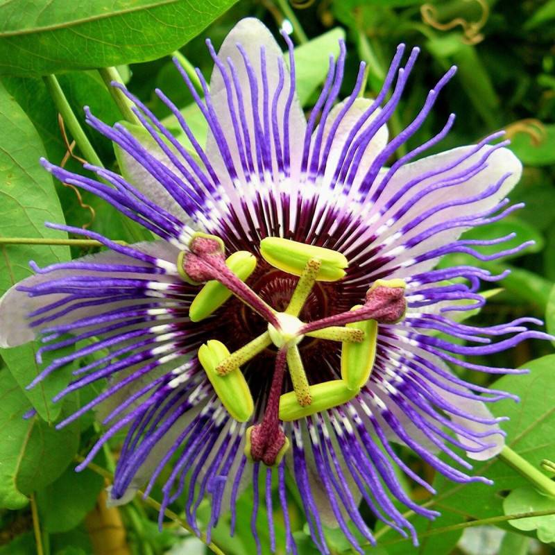 Passiflore Purple Haze à fleurs Bleue - feuillage Caduc - Godet - 5/10 cm-  hauteur à maturité De 3,00 m à 5,00 m - Imagen 8