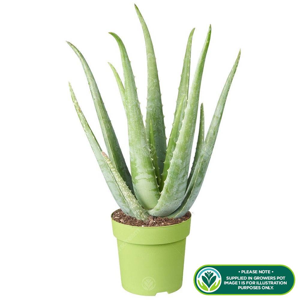 Gardenersdream - Aloe Vera Plante D’Intérieur Grasse Apaisante En Pot De 12 Cm  - GardenersDream - Imagen 2