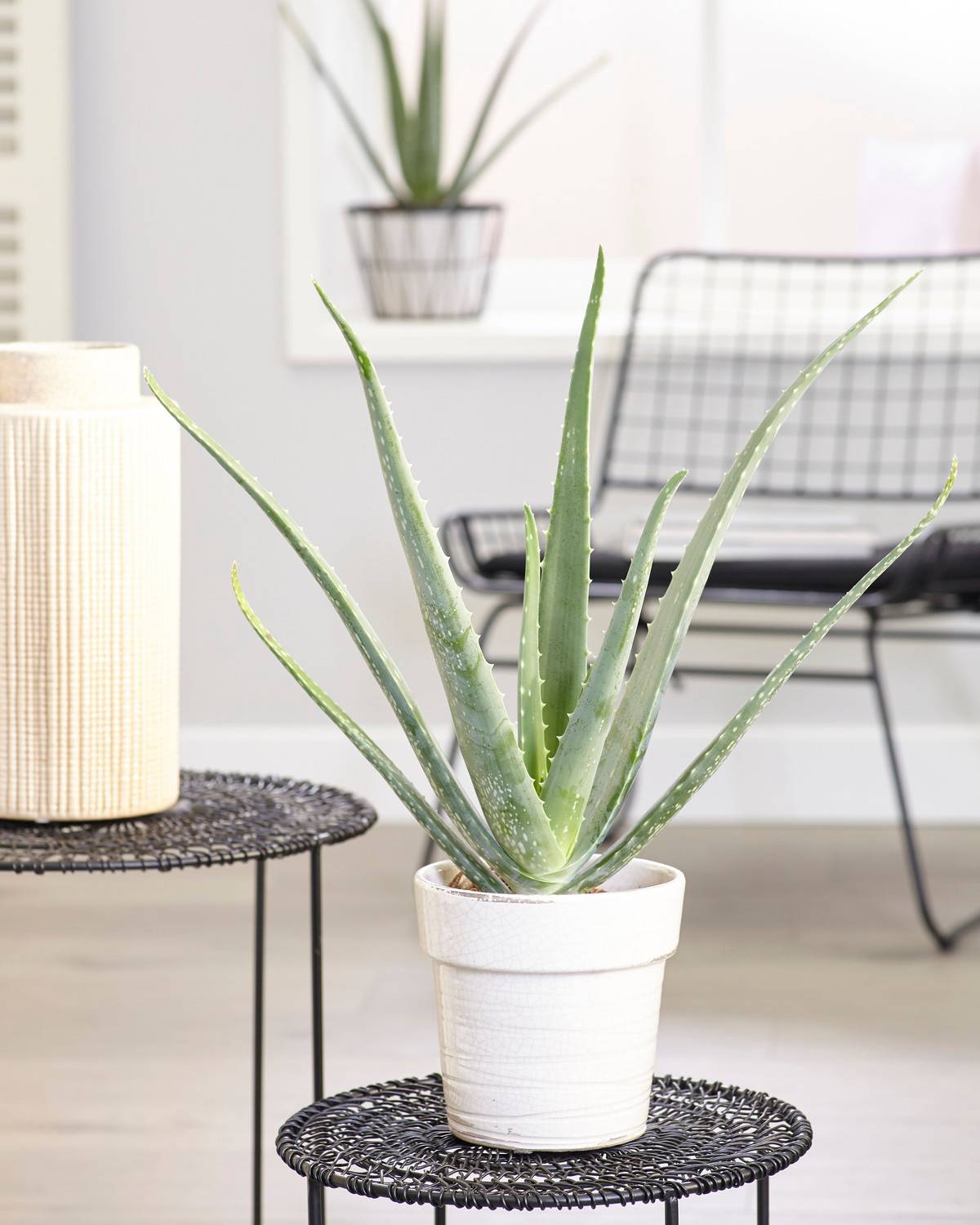 Gardenersdream - Aloe Vera Plante D’Intérieur Grasse Apaisante En Pot De 12 Cm  - GardenersDream - Imagen 1