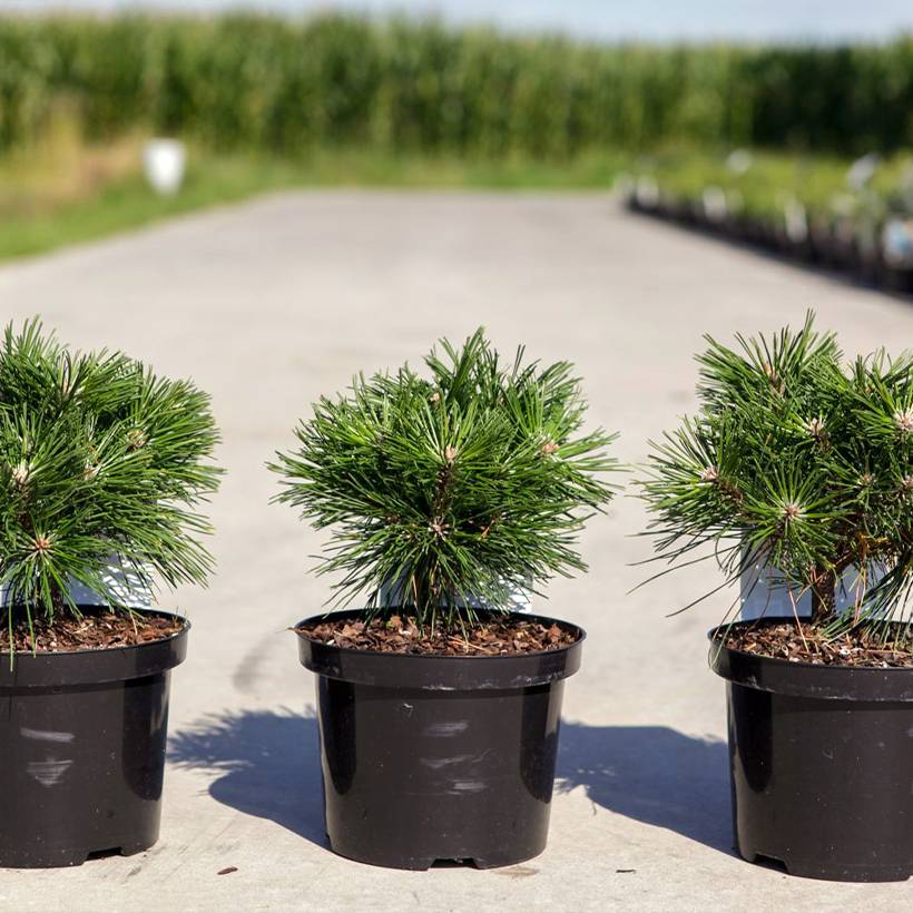 Pin de montagne - Pinus mugo Benjamin Pot de 2L/3L
