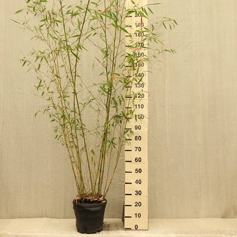Promesse de Fleurs - Phyllostachys flexuosa - Bambou moyen Pot de 12L/15L - Image 2