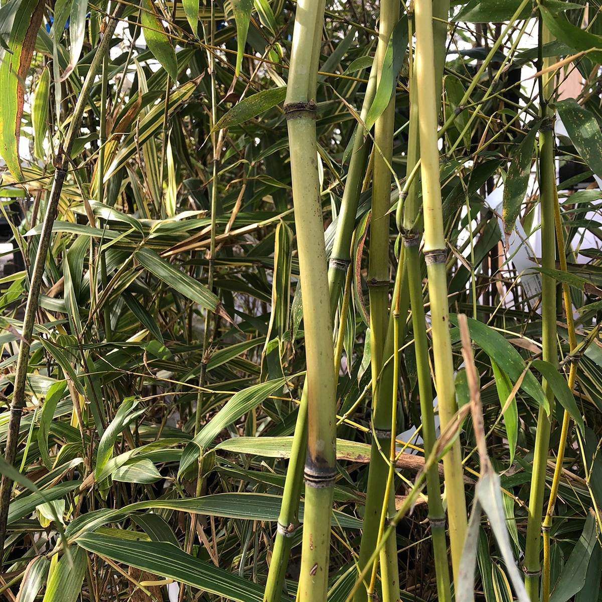 Promesse de Fleurs - Phyllostachys flexuosa - Bambou moyen Pot de 12L/15L - Image 1