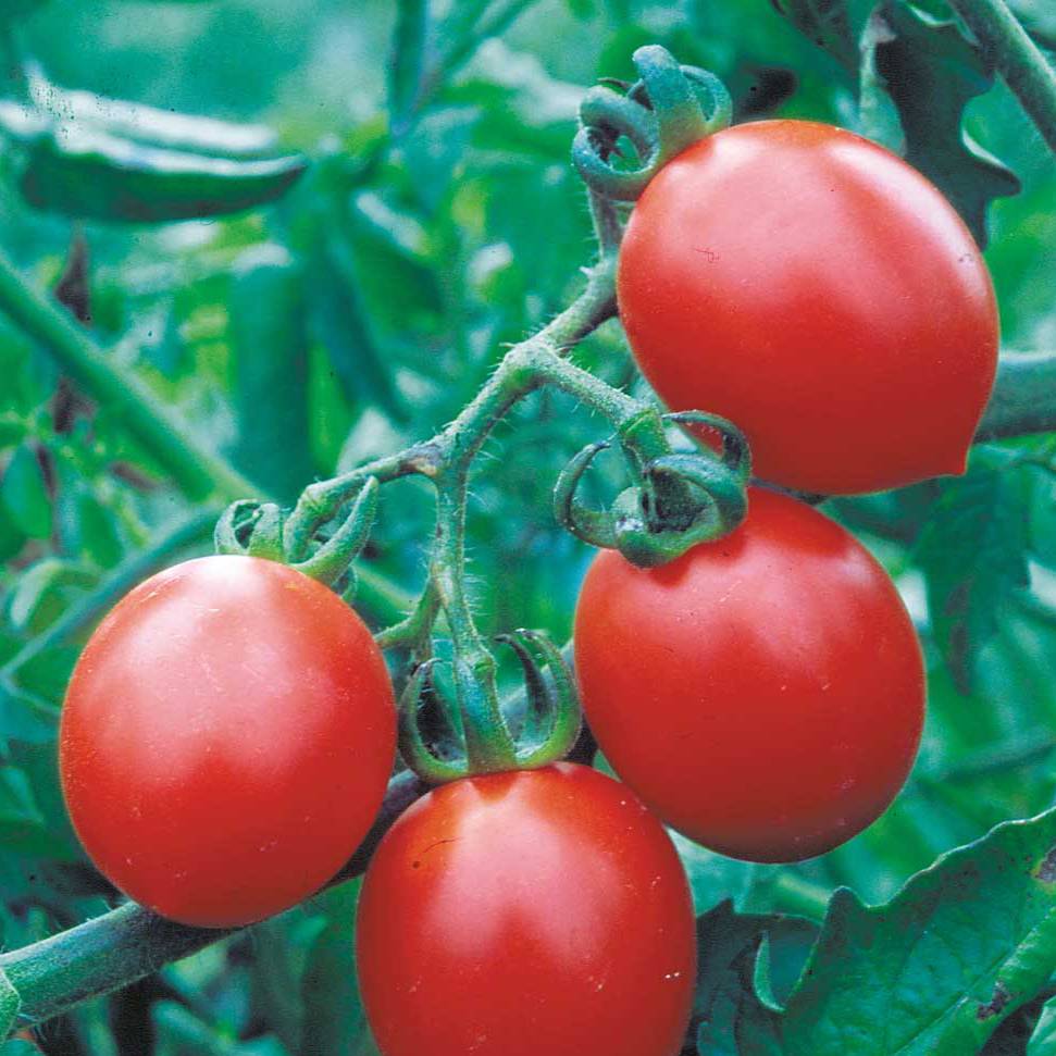 Tomate Cerisette Brin de Muguet Bio - Ferme de Sainte Marthe le sachet de 50 graines environ