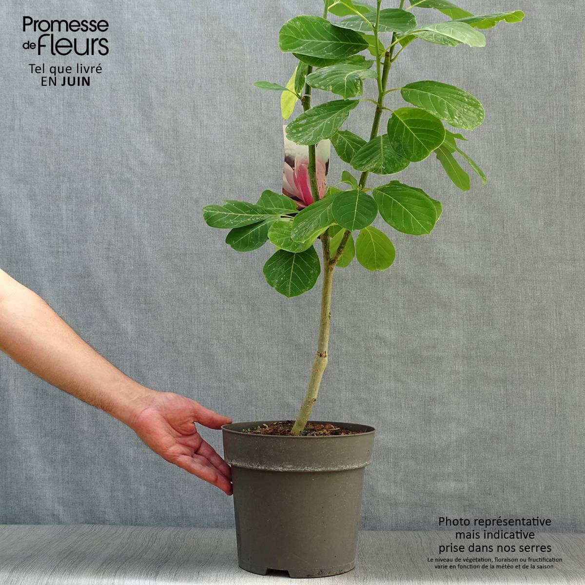 Magnolia sprengeri Pink Beauty Pot de 6L/7L - Image 2
