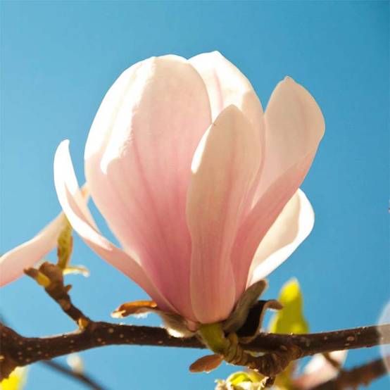 Magnolia sprengeri Pink Beauty Pot de 6L/7L - Image 1