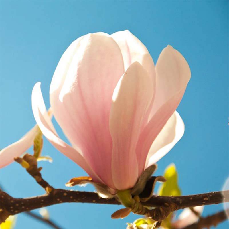 Magnolia sprengeri Pink Beauty Pot de 6L/7L - Image 1