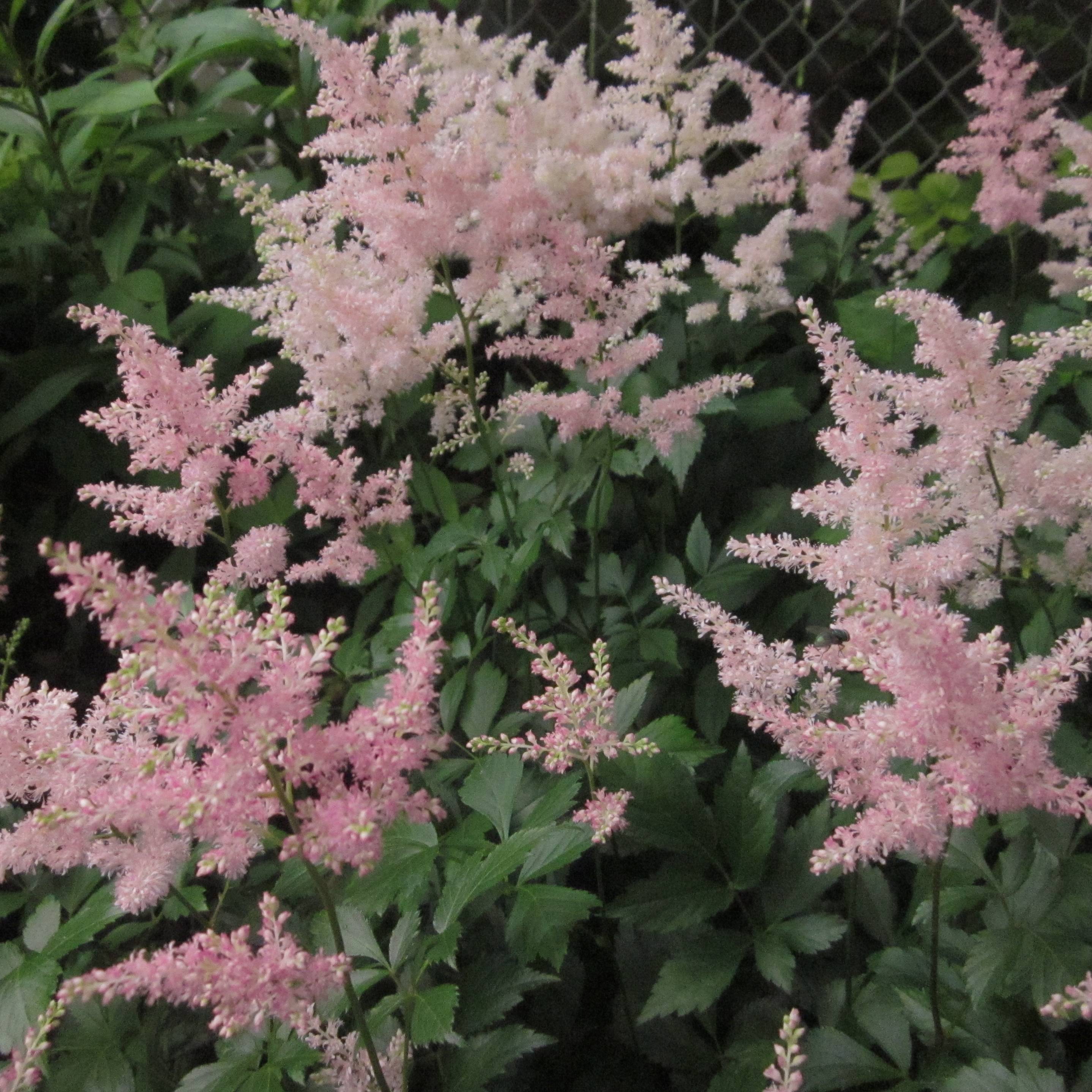 Promesse de Fleurs - Astilbe japonica Peach Blossom Pot de 1,5L/2L